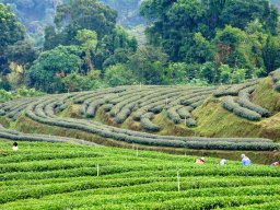 Thailand2009-OddsAndEnds-003